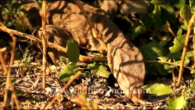 1094.Monitor Lizard, Bharatpur