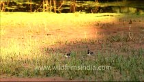 1095.Spot-billed Ducks, Bharatpur