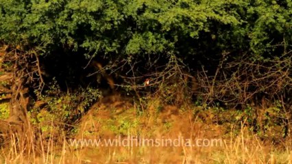 1102.Bharatpur Sanctuary