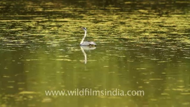 1104.Birds in keoladeo