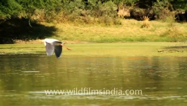 1105.Flight of Painted Storks