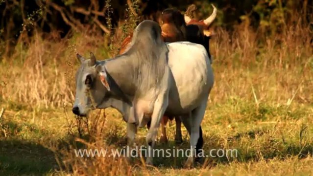 1106.Bull in Bharatpur Sanctuary