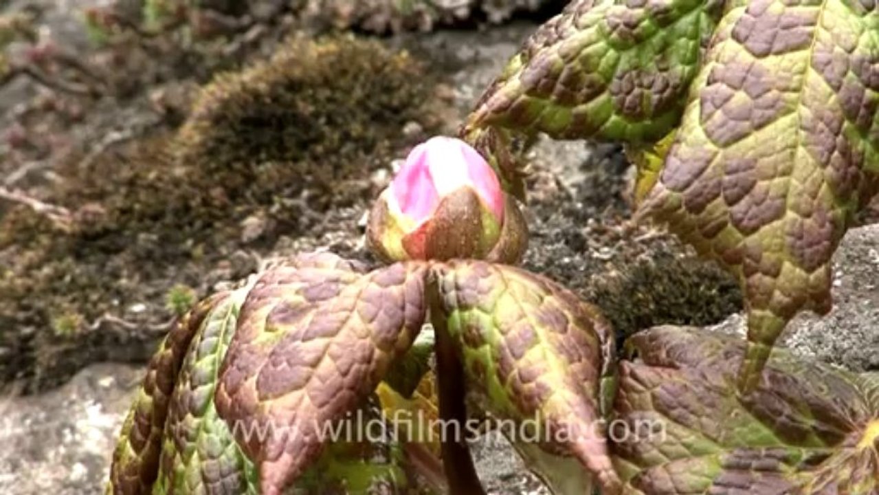 1109.Podophyllum hexandrum in Sikkim