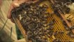 Des abeilles et des hommes - extrait 2 - sortie DVD le 3 septembre
