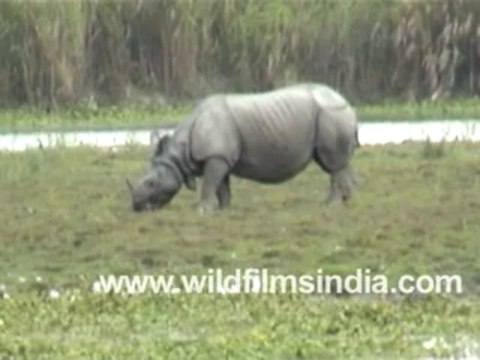 116. Rhinoceros in Kaziranga National Park