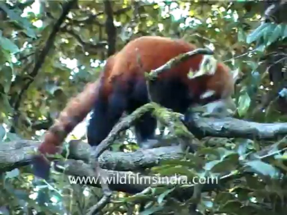 1175.Red Panda