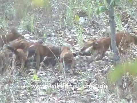 1177.Dhole or Wild Dog