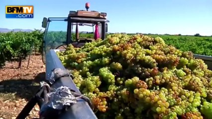 Premières vendanges dans le Roussillon - 21/08