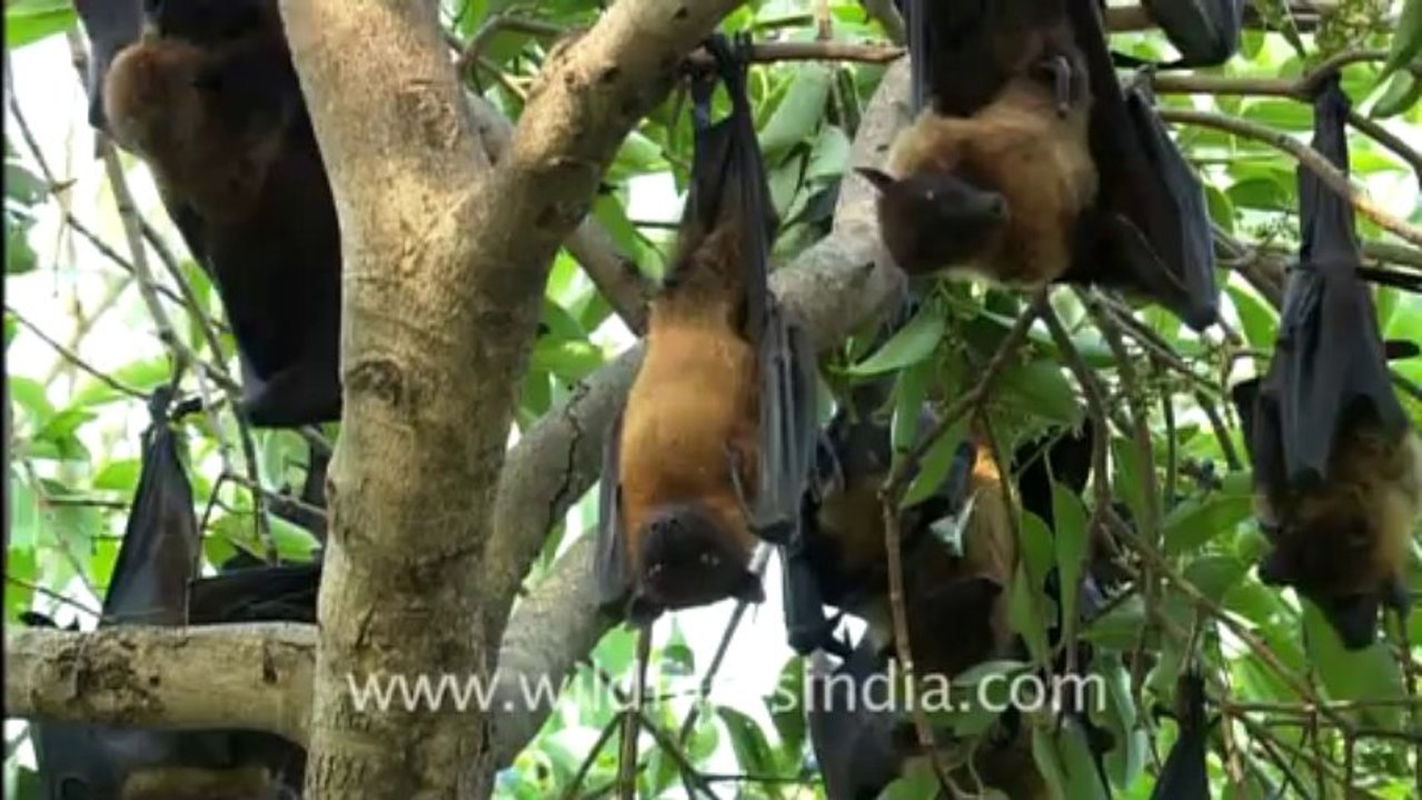 1180.Just hanging around, Fruit Bats