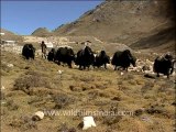 1197.Yaks in Sikkim