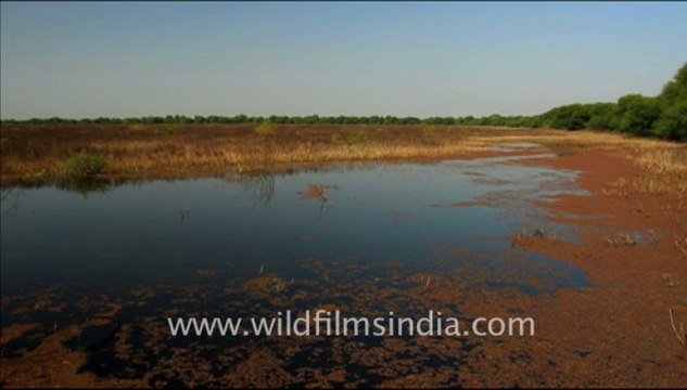 1229.Landscapes of Bharatpur