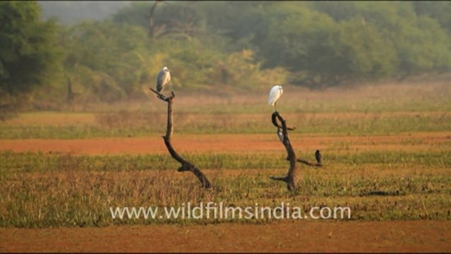1233.Keoladeo Ghana National Park in Bharatpur