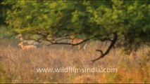 1234.Male Bluebull Antelope in Keoladeo National Park, Rajasthan