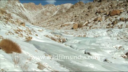 1239.Winter Adventure in Ladakh