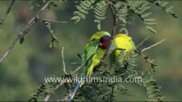 1243.Blossom-headed Parakeets in Jaisamand