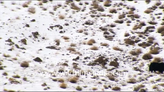 1243.Yaks in the snow of Ladakh