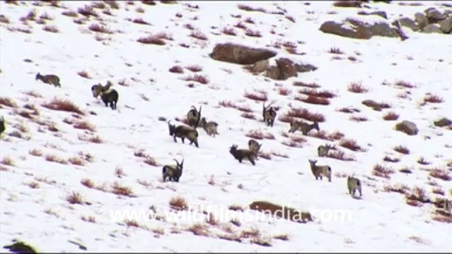 1249.Himalayan Ibex, Ladakh