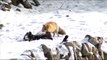 1253.Himalayan Fox at its kill in wintery Ladakh