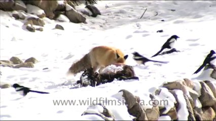 1254.Himalayan Fox at its Kill, Ladakh