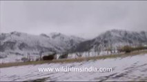 1264.Snow Capped Mountains, Ladakh