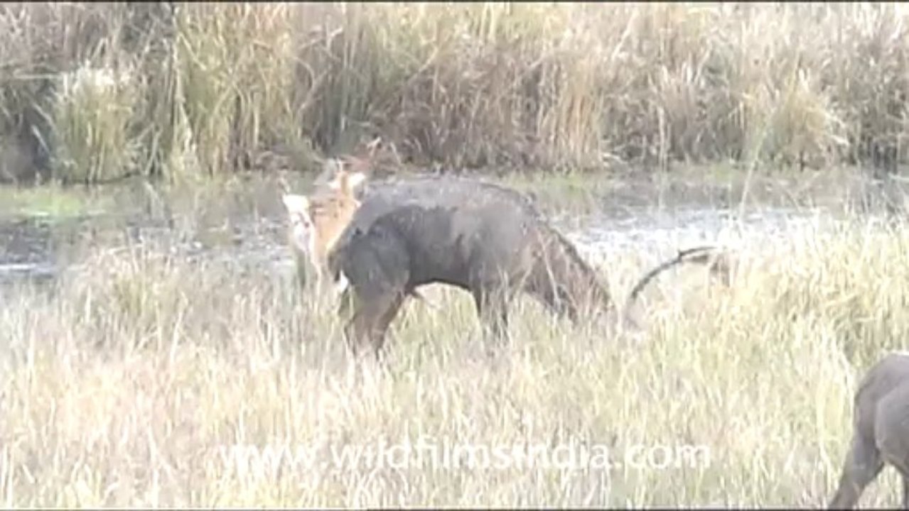1268.Barasingha at Kanha!