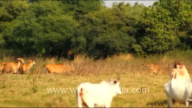 1274. Keoladeo Ghana National Park in Bharatpur