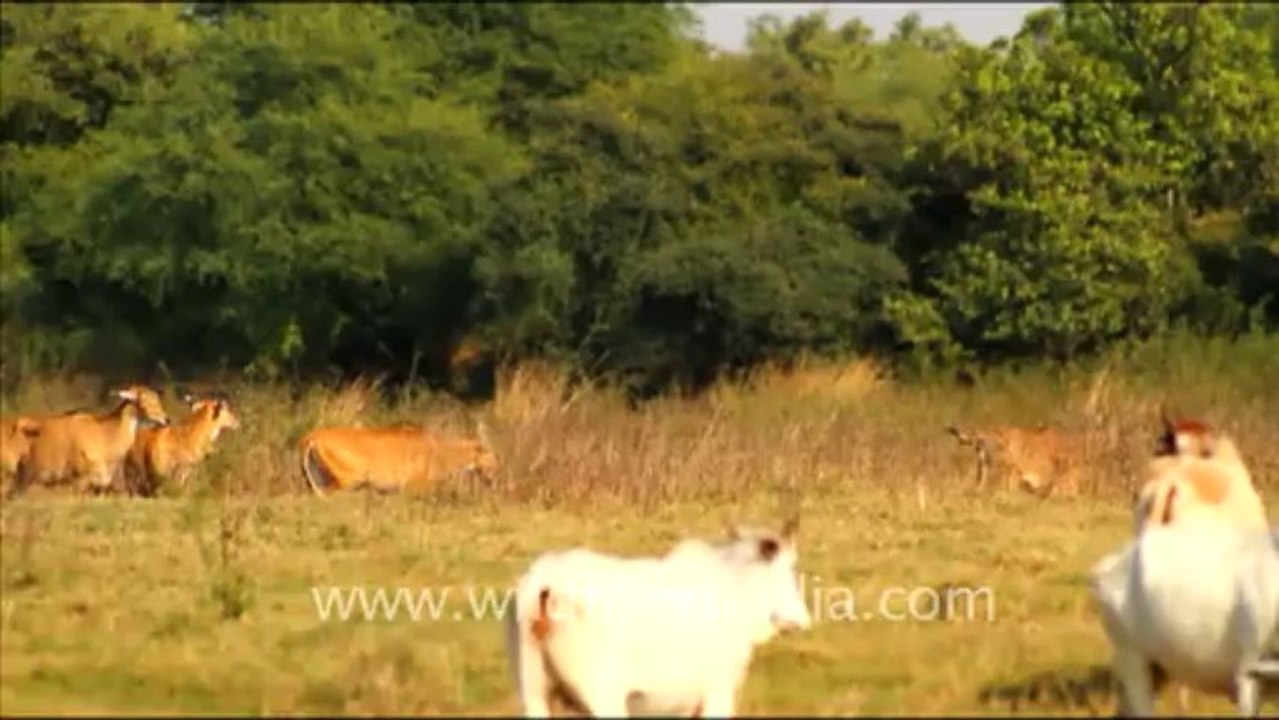 1274. Keoladeo Ghana National Park in Bharatpur
