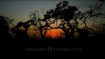 1276.Sunset in Keoladeo National Park in Bharatpur