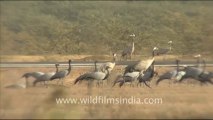 1281.Demoiselle Cranes in Gujarat