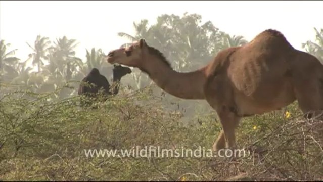 1284.Camels in the Desert