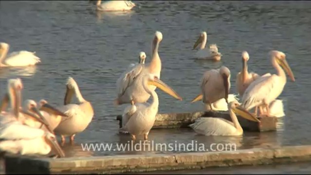 1286.Rosy Pelicans, Gujarat