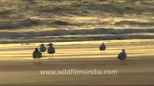 1287.Birds at Sea Coast, Gujarat