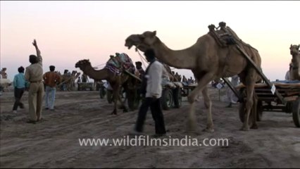 1295.Camels in Rann Festival, Gujarat