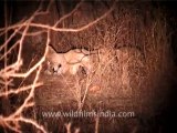 1296.Lioness at Night, Gujarat