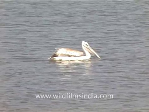 1301.Dalmation Pelican in Gujarat