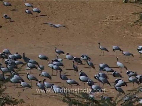 1304.Demoiselle Cranes, Gujarat