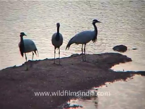 1306.Demoiselle Crane or Koonj in Gujarat