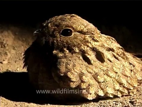 1316.Nightjar in Rajasthan desert