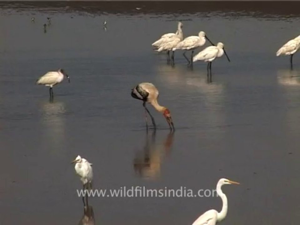 1318.Waders in Gujarat