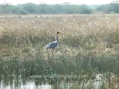 1322.Sarus Crane, Gujarat