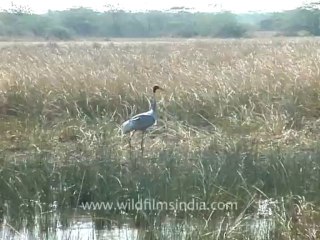 1322.Sarus Crane, Gujarat