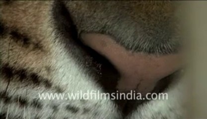 1346.Tiger in Bandhavgarh