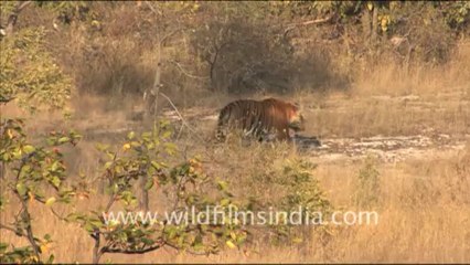 1350.Indian Tiger in Bandhavgarh grassland