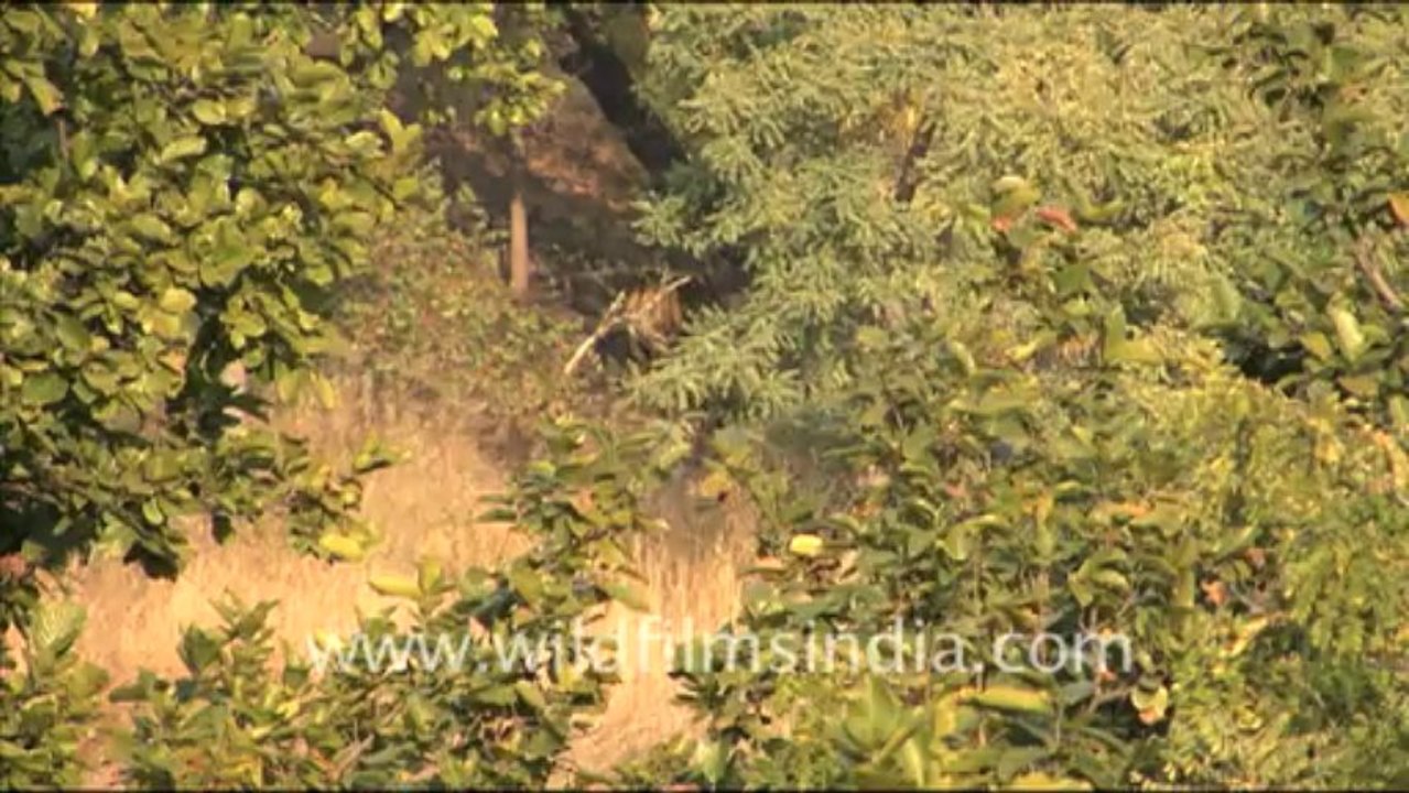 1353.Tiger in the wild, Bandhavgarh