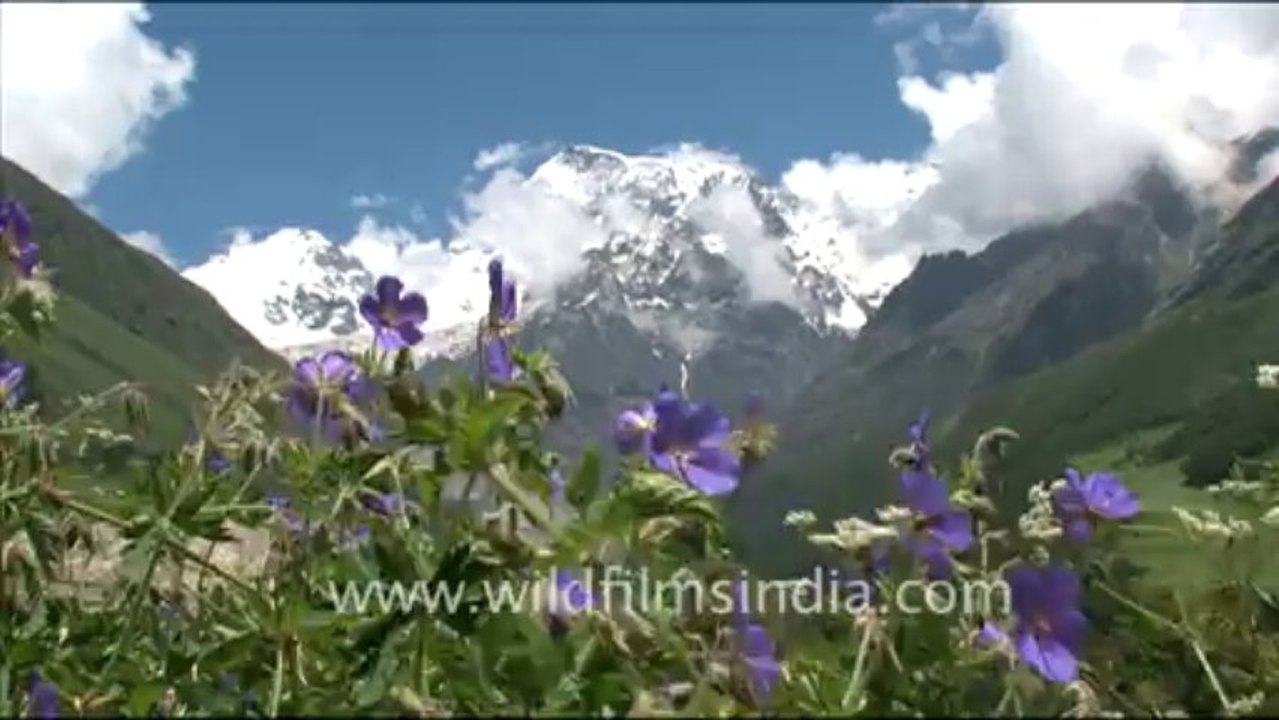 1368.Valley of flowers