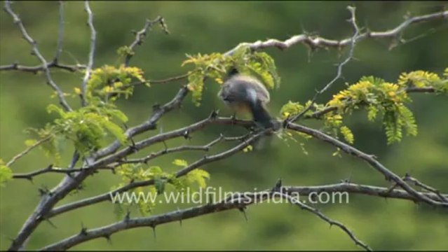 1412.Red-vented Bulbul in Jaisamand Wildlife Sanctuary