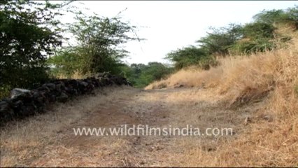 1408.Dry Grassland in Rajasthan