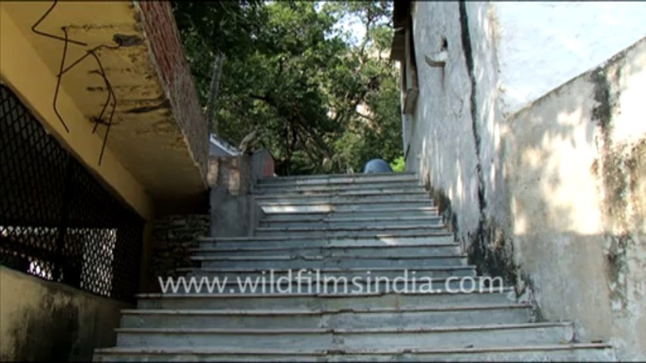 1418.Langur breast feeding Infant