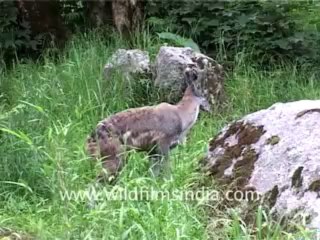 142. Musk deer of the Himalaya