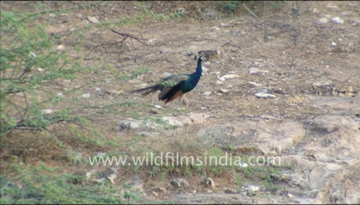 1421.Peafowl in Jaisamand Wildlife Sanctuary